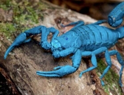 Самый дорогой яд в мире стоит 10 млн долларов — кто его покупает?