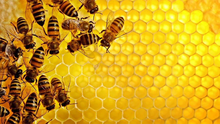 Изменение климата: это плохо для пчел