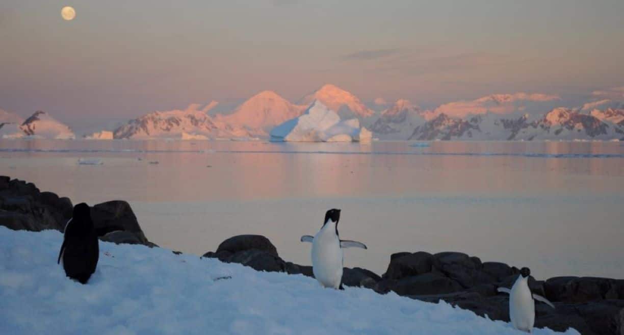Резкое повышение температуры в Антарктиде вызывает тревогу у ученых