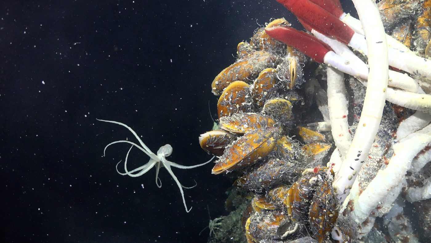 Ученые обнаружили скрытый мир под дном океана