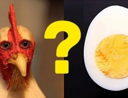 Ученые рассказали, что появилось раньше — курица или яйцо