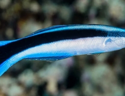 Рыбы умнее, чем предполагалось — они запоминают свою внешность и узнают себя на фото