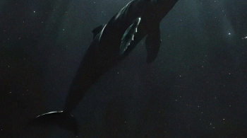 Jazz в планетарии: киты и звёзды