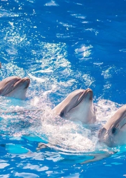 Плавание с дельфинами