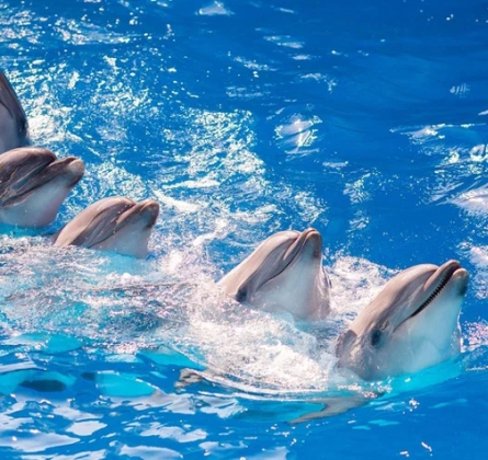 Плавание с дельфинами