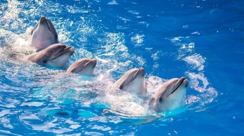 Плавание с дельфинами