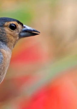 На Куршскую косу с посещением орнитологической станции