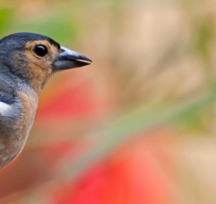 На Куршскую косу с посещением орнитологической станции