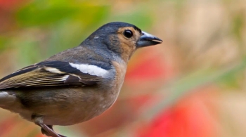 На Куршскую косу с посещением орнитологической станции