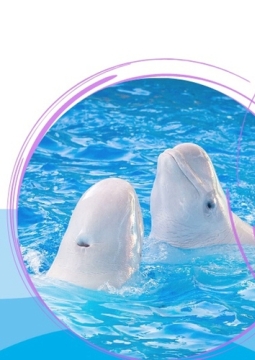 Шоу дельфинов