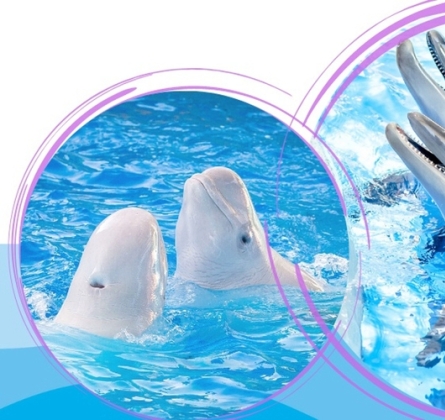 Шоу дельфинов