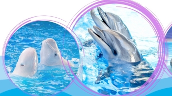 Шоу дельфинов