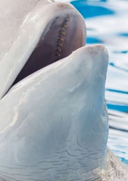 Плавание с китами