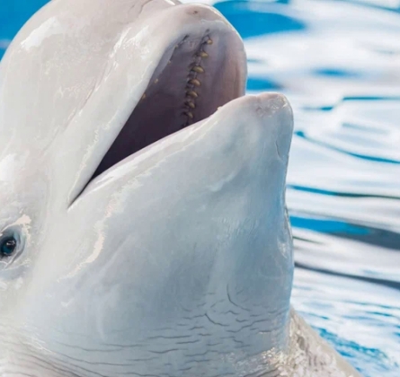 Плавание с китами