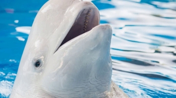 Плавание с китами