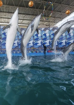 Шоу с дельфинами