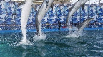 Шоу с дельфинами