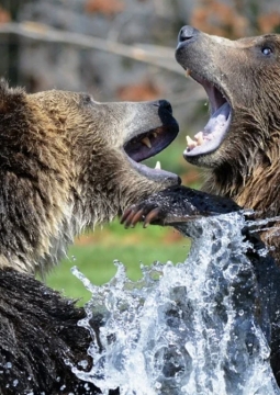 Животный мир Томской области