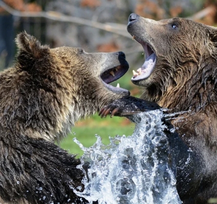 Животный мир Томской области