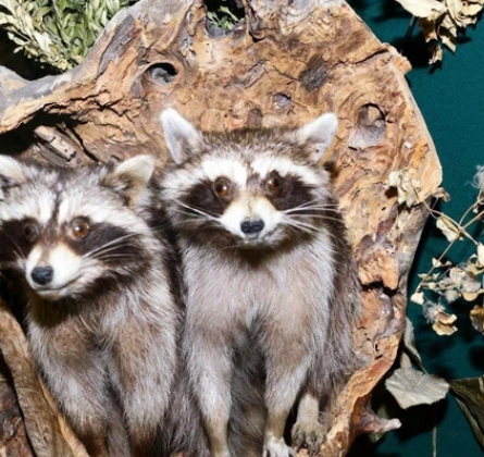 Природа и экология Кубани