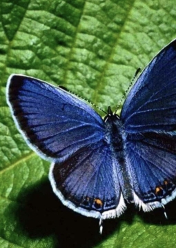 Сад бабочек