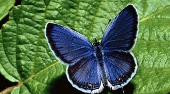 Сад бабочек