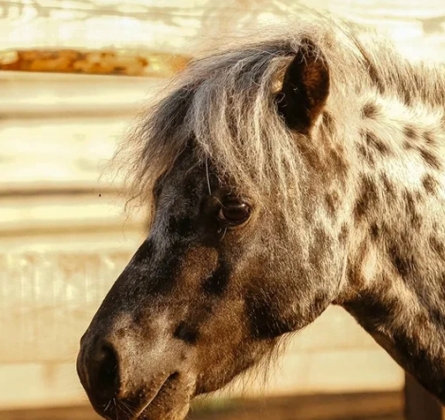 Обзорная экскурсия по Колывани