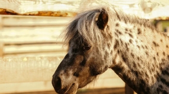 Обзорная экскурсия по Колывани