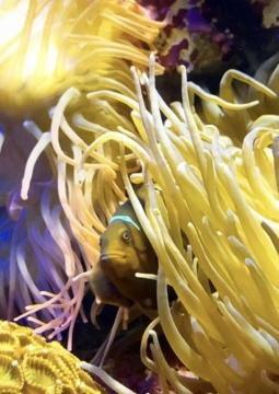 Океанариум