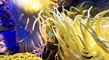 Океанариум