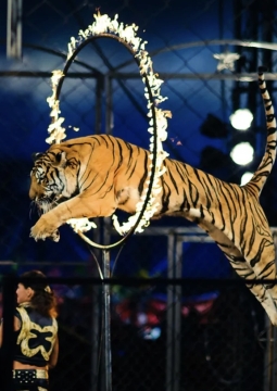 Империя львиц