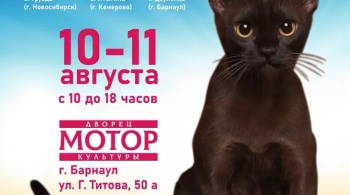 Выставка кошек