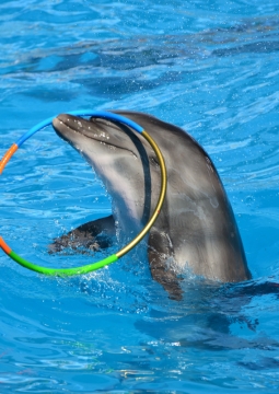 Геленджикский Дельфинарий