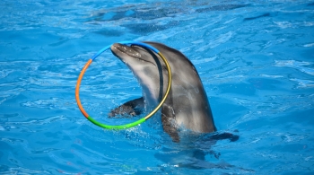 Геленджикский Дельфинарий