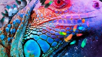 Ночь игуаны