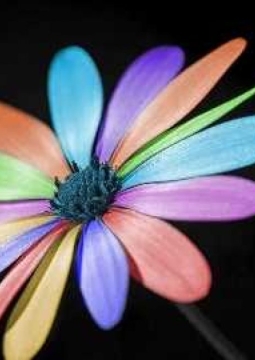 Цветик-семицветик