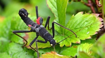 Богомолы - насекомые с другой планеты
