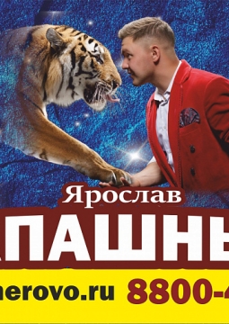 Тигры на земле и в воздухе