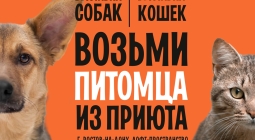 Фестиваль WOOF в поддержку животных из приютов пройдет в Ростове-на-Дону