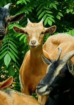 Ивановский зоопарк