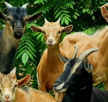 Ивановский зоопарк