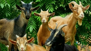 Ивановский зоопарк