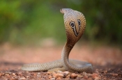 В Брянском государственном краеведческом музее состоится лекция «Все о змеином яде и его обладателях»