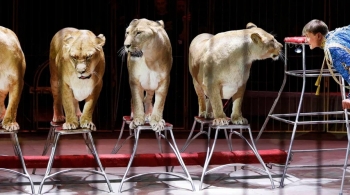 Империя львиц