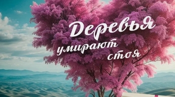 Деревья умирают стоя