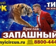 Тигры на земле и в воздухе
