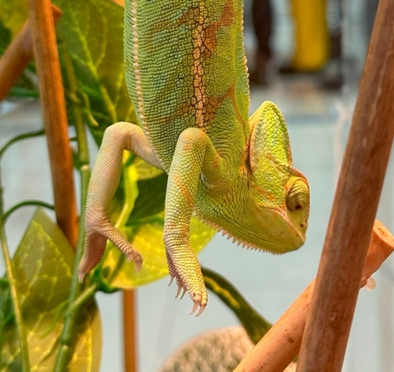 Выставка рептилий