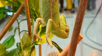 Выставка рептилий