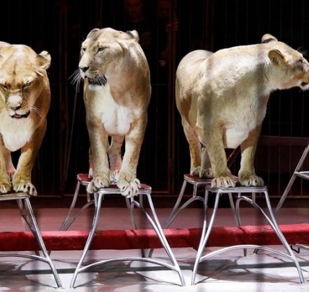 Империя львиц