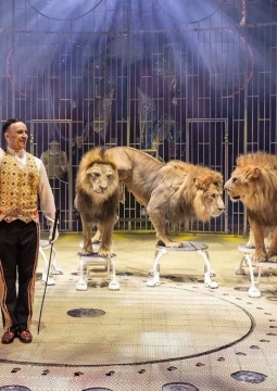 Принц цирка